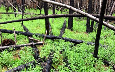 Why is BC allowing the logging of primary forest for pellets?