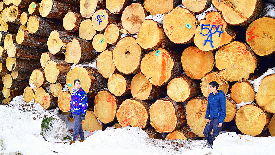 How to Age a Cut Tree