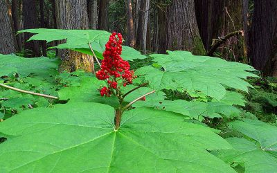 Biodiversity and Ecosystem Health Framework