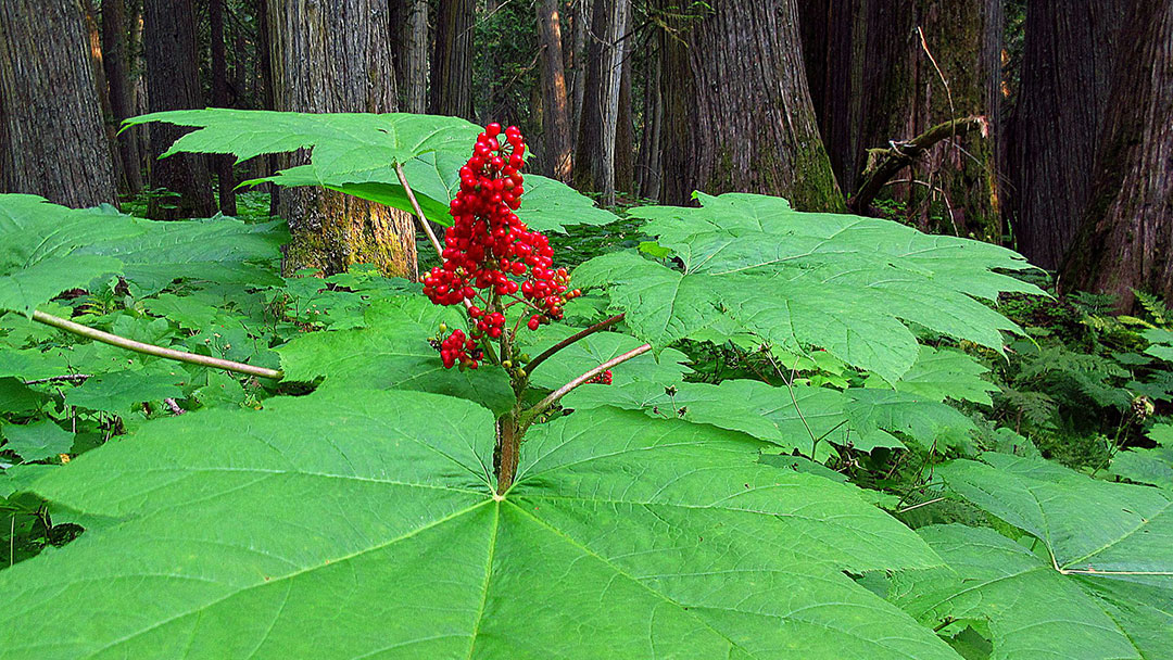 post-biodiversity Biodiversity and Ecosystem Health