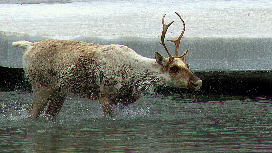 Caribou Myth VS Reality
