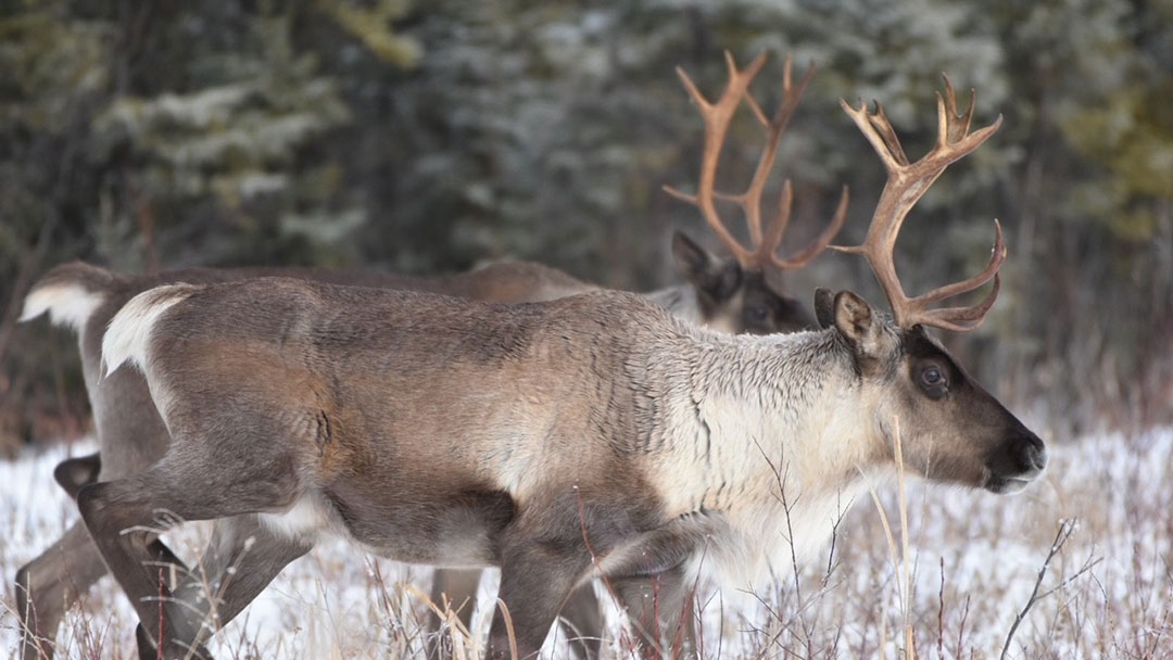 post-cariboureport Protect Caribou Habitat