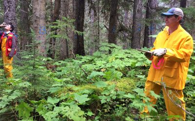 Interior Rainforest Logging is Exacerbating Global Climate Change