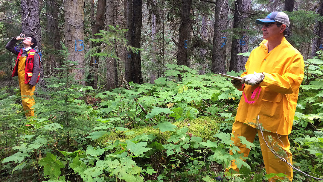 Interior Logging