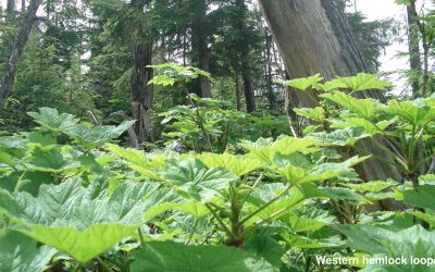 Pellet Logging Loopholes