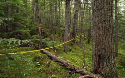 Pellet Company’s Anti-Competitive Practices in BC
