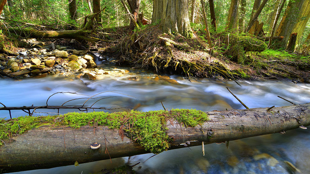 Watershed Task Force